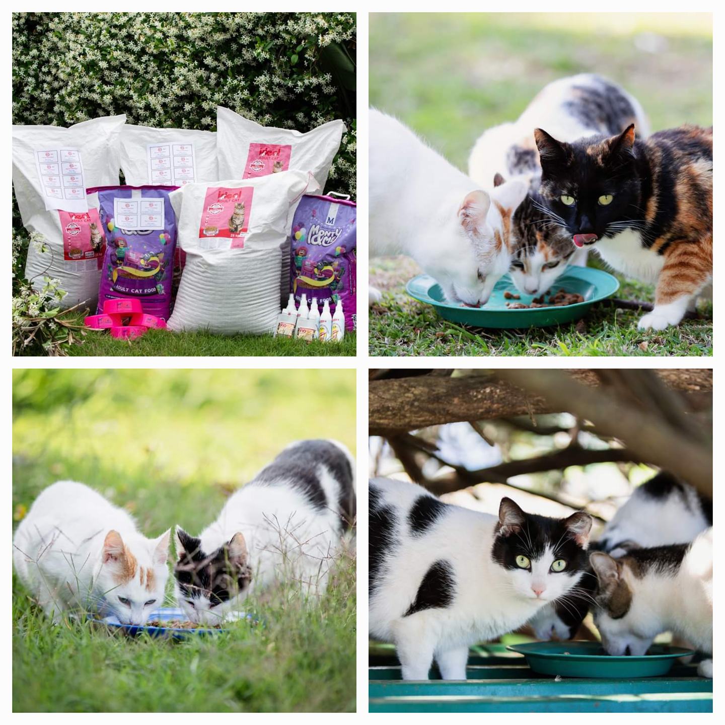 Gonubie Ferals